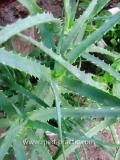 Алоэ древовидное- Aloe arborescens Mill