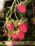 Малина – Rubus idaeus L.