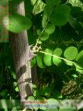 Акация белая – Acacia alba L., Robinia pseudoacacia L.