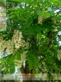 Акация белая – Acacia alba L., Robinia pseudoacacia L.