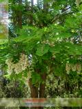 Акация белая – Acacia alba L., Robinia pseudoacacia L.