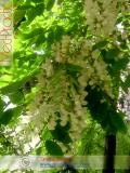 Акация белая – Acacia alba L., Robinia pseudoacacia L.