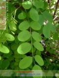 Акация белая – Acacia alba L., Robinia pseudoacacia L.