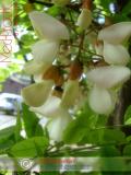 Акация белая – Acacia alba L., Robinia pseudoacacia L.