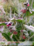 Чернокорень лекарственный  - Cynoglossum officinale L.