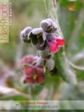 Чернокорень лекарственный  - Cynoglossum officinale L.