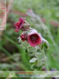 Чернокорень лекарственный  - Cynoglossum officinale L.