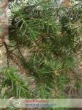 Можжевельник — Juniperus L.