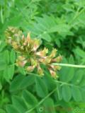 Գազ մանրագլխիկ — Астрагал мелкоголовчатый - Astragalus microcephalus Wild.