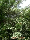 Боярышник – Hawthorn