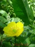 Лютик  Едкиж - Buttercup Ranunculus - acer_L.