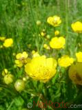 Лютик  Едкиж - Buttercup Ranunculus - acer_L.