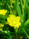 Лютик  Едкиж - Buttercup Ranunculus - acer_L.