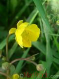 Лютик  Едкиж - Buttercup Ranunculus - acer_L.