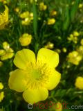 Лютик  Едкиж - Buttercup Ranunculus - acer_L.