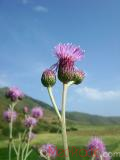 Бодяк полевой - Cirsium arvense L.