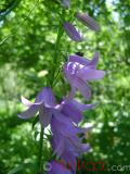 Колокольчик широколистный - Campanula latifolia L.