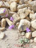 Колокольчик широколистный - Campanula latifolia L.