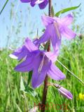 Колокольчик широколистный - Campanula latifolia L.