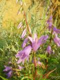 Колокольчик широколистный - Campanula latifolia L.