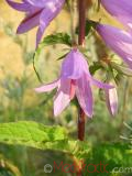 Колокольчик широколистный - Campanula latifolia L.