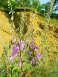 Колокольчик широколистный - Campanula latifolia L.