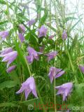 Колокольчик широколистный - Campanula latifolia L.