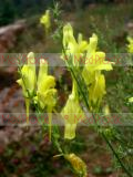 Льнянка обыкновенная - Common Toadflax Linaria vulgaris