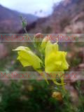 Льнянка обыкновенная - Common Toadflax Linaria vulgaris