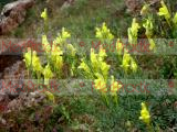 Льнянка обыкновенная - Common Toadflax Linaria vulgaris