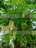 Акация белая - Acacia alba L., Robinia pseudoacacia L.