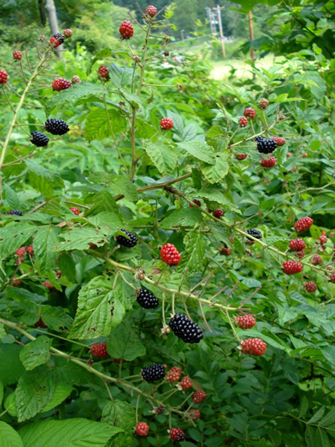 Մոշենի - Ежевика - Rubus caesius L.