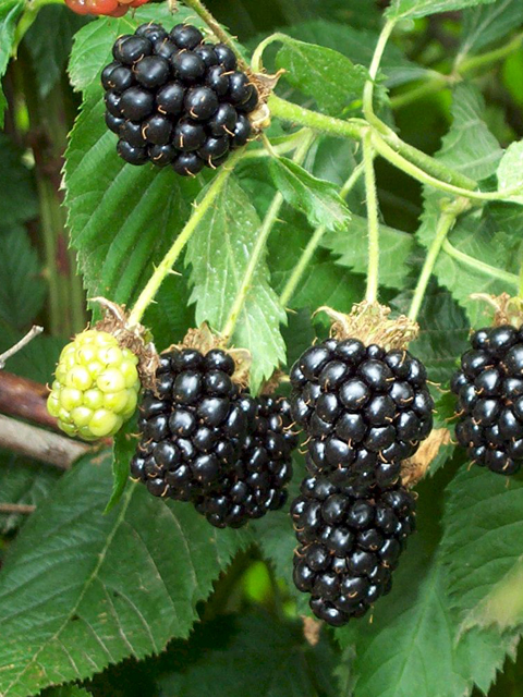 Մոշենի - Ежевика - Rubus caesius L.