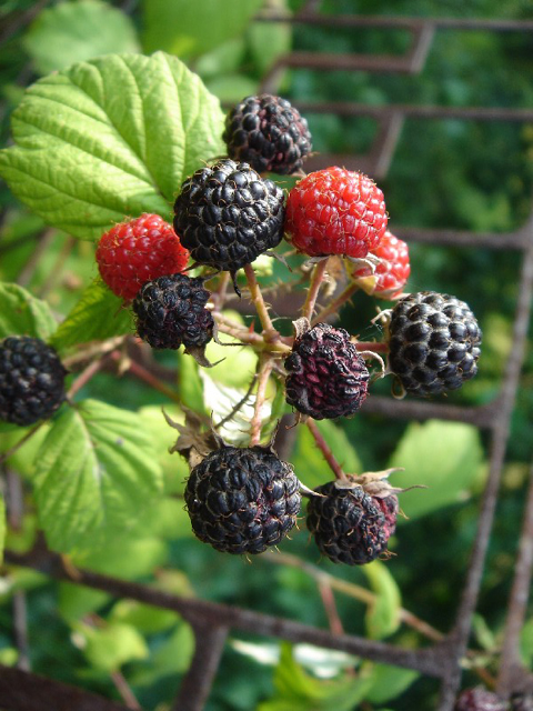 Մոշենի - Ежевика - Rubus caesius L.