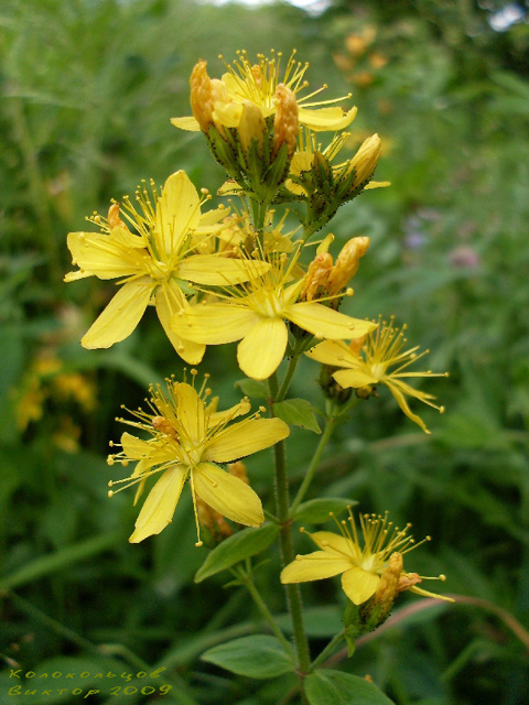 Սրոհունդ սովորական - Зверобой обыкновенный - Hypericum perforatum L.