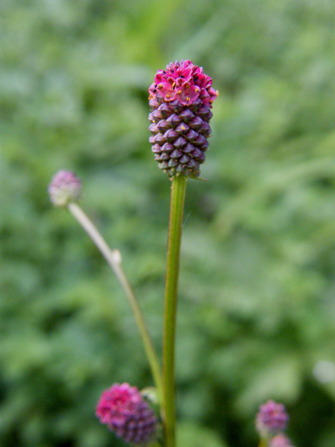 Кровохлебка лекарственная- Sanguisorba officinalis L.