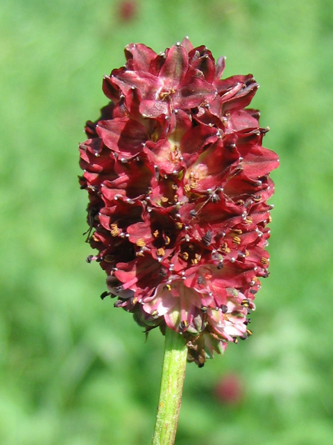 Кровохлебка лекарственная- Sanguisorba officinalis L.