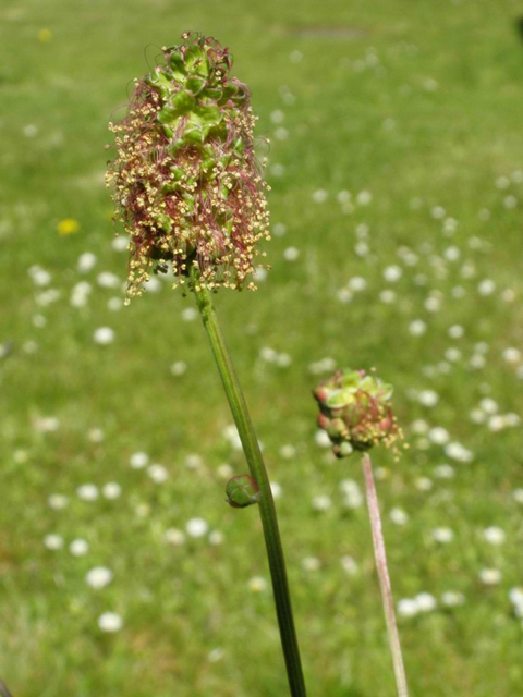 Кровохлебка лекарственная- Sanguisorba officinalis L.