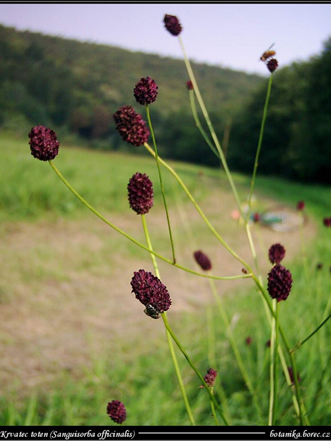 Кровохлебка лекарственная- Sanguisorba officinalis L.