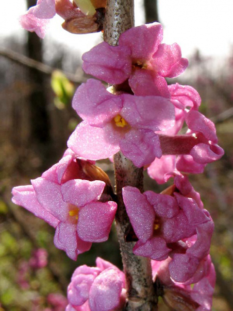 Волчеягодник смертельный - Daphne mezereum L.