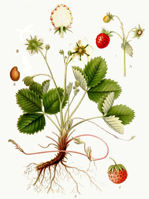 Земляника лесная - Fragaria vesca L.