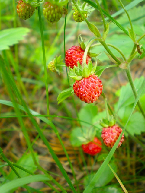 Земляника лесная - Fragaria vesca L.