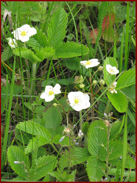 Земляника лесная - Fragaria vesca L.