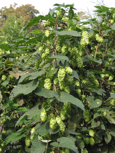 Хмель обыкновенный - Humulus lupulus L.