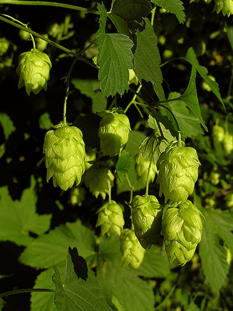 Хмель обыкновенный - Humulus lupulus L.