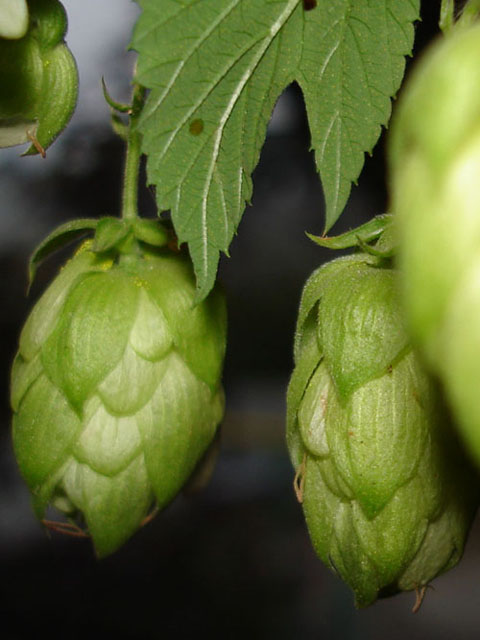 Хмель обыкновенный - Humulus lupulus L.