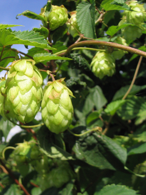 Хмель обыкновенный - Humulus lupulus L.