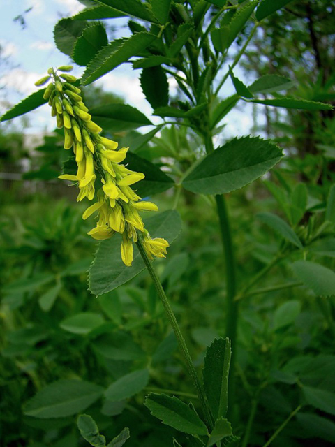 Իշառվույտ դեղատու - Донник лекарственный - Melilotus officinalis (L.) Pall