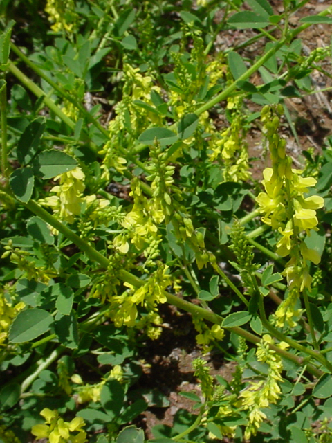 Իշառվույտ դեղատու - Донник лекарственный - Melilotus officinalis (L.) Pall