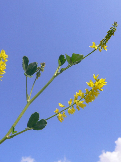 Իշառվույտ դեղատու - Донник лекарственный - Melilotus officinalis (L.) Pall